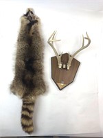 Raccoon Fur Pelt & Antlers
