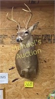 MOUNTED DEER HEAD