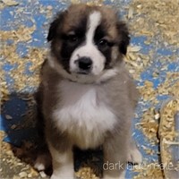 Male 9 Week Old Maremma/ Shepard  Puppy
