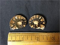 2 Small Nautiloid Shells