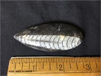 Grey Fish in Black Granite