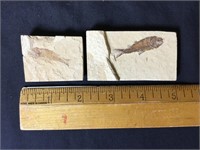 Fossil Fish in Limestone 2 Pces