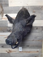 Mounted Boar