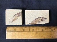 Fossil Fish in Limestone 2 Pces