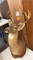 Deer Head Taxidermy