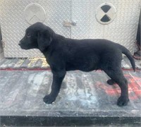 AKC LAB PUPPY TO BENEFIT SONS OF THE AMERICAN LEGION