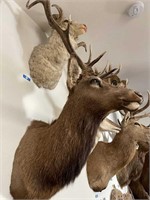 2/3 Sunny Hibid World Taxidermy Collection and Mercedes Benz