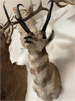 2/3 Sunny Hibid World Taxidermy Collection and Mercedes Benz