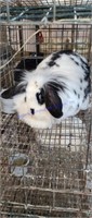 Small Animal & Exhibition Stock Online Auction 2-11-22