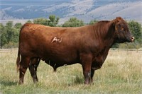 Montana Red Angus Association Donation Auction