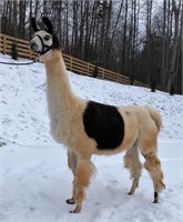 March of the Llamas Online Auction