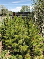 Misc Pinion Pine, Lodgepole Pine & Aspen Trees