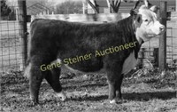 Miniature Herefords Sale Ohio Beef Expo w/ Webcasting