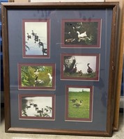 FRAMED COLLAGE OF CANADIAN GEESE PICTURES
