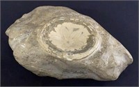 Petrified Starfish Fossil Polished Stone