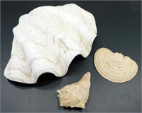 * Group of 3 Seashells