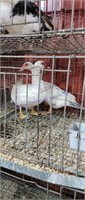 Small Animal & Exhibition Stock Online Auction 4-1-22