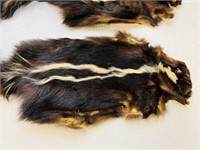 2 Skunk Pelts, Dried right and look good