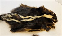 2 Skunk Pelts, Dried right and look good
