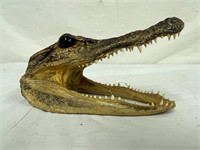Genuine Alligator Head 5.5" Long