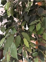 Artificial Ficus Tree in Basket 76" tall