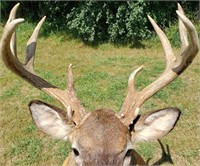 Majestic 11 pt. Whitetail Deer Taxidermy