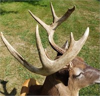 Majestic 11 pt. Whitetail Deer Taxidermy