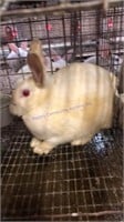 Small Animal & Exhibition Stock Online Auction 4-29-22