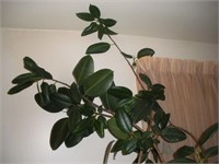 Large overgrown rubber plant - needs tlc
