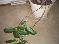 Large overgrown rubber plant - needs tlc