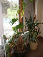 Assorted live plants - in need of tlc  tallest-