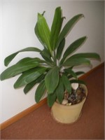 Philodendron plant  43 inches tall