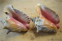 2 Conch shells