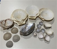 Lot of Seashells Sand Dollar Nautical