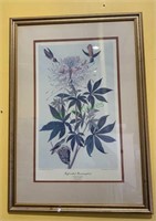 Large framed copy of a hummingbird print drawn