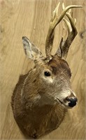 Shoulder mounted white tailed deer set on a wood b