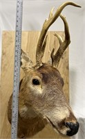 Shoulder mounted white tailed deer set on a wood b