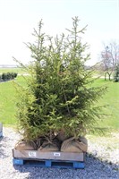8 WHITE SPRUCE - 5' TO 6'