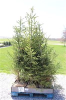 8 WHITE SPRUCE - 5' TO 6'