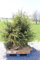 8 WHITE SPRUCE - 4' TO 5'