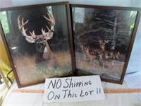 Pair of Framed Trophy Whitetail Deer Photo Prints