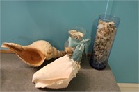 Sea Shell Lot All For 1 Money
