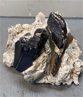 Fossilized Teeth & Shells 9x7x5 inches