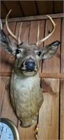 7 or 8? point buck mount