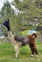 Spring Fling Online Llama Auction 2022