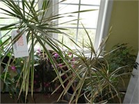 Lot #82 - Nice Qty of houseplants to include: