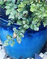 Pretty Blue Potted Plant