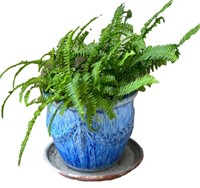 Outdoor Blue Potted Plant