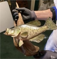 Crappie fish mount