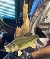Large mouth bass fish mount